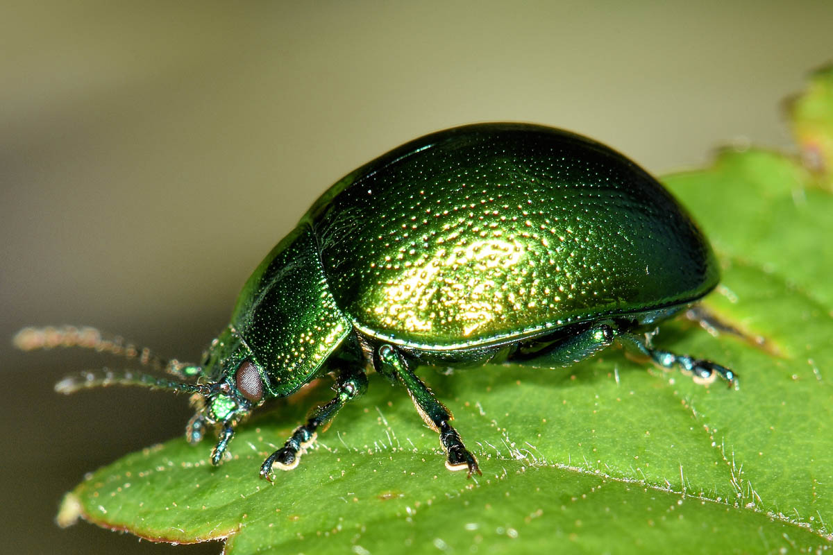 Chrysomelidae; Chrysolina herbacea, forma